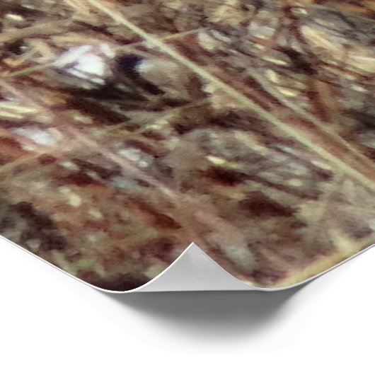 R21 Coyote "Watching You" ポスター (角)