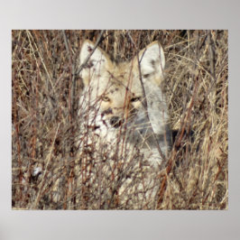 R21 Coyote "Watching You" ポスター