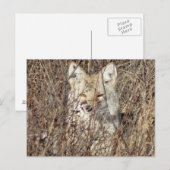 R21 Coyote「Watching You」 ポストカード (正面/裏面)