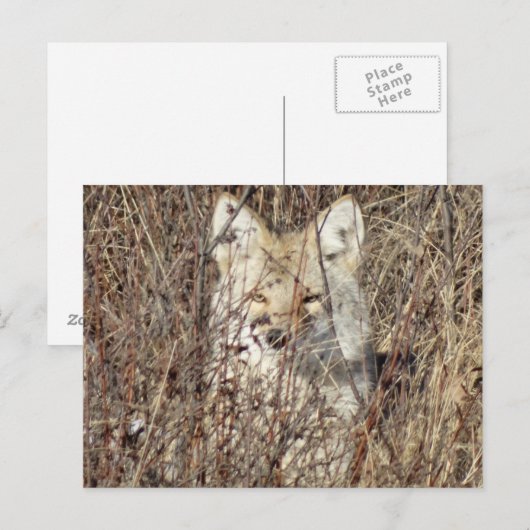 R21 Coyote「Watching You」 ポストカード (正面/裏面)