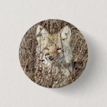 R21 Coyote Watching You