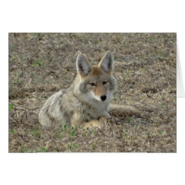 R22コヨーテ敷設