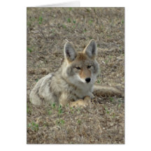 R22コヨーテ敷設