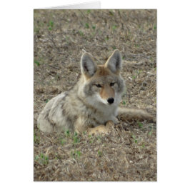 R22コヨーテ敷設