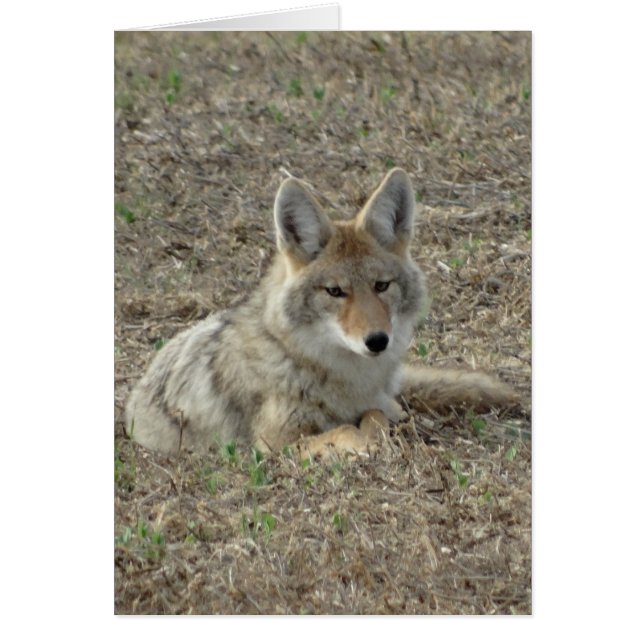 R22コヨーテ敷設 (正面)