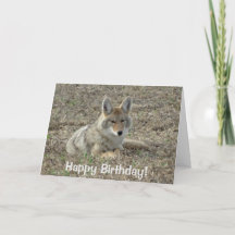 R22コヨーテ敷設