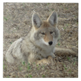 R22コヨーテ敷設 タイル