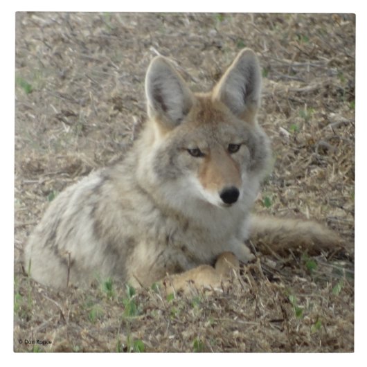 R22コヨーテ敷設 タイル (正面)