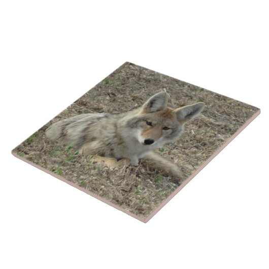 R22コヨーテ敷設 タイル (側面)