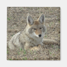 R22コヨーテ敷設 マグネット