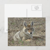 R22 コヨーテの休息 ポストカード (正面/裏面)