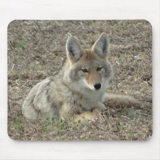 R22 コヨーテの休息 マウスパッド (正面)