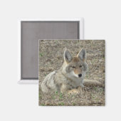 R22 コヨーテの休息 マグネット (正面/裏面)