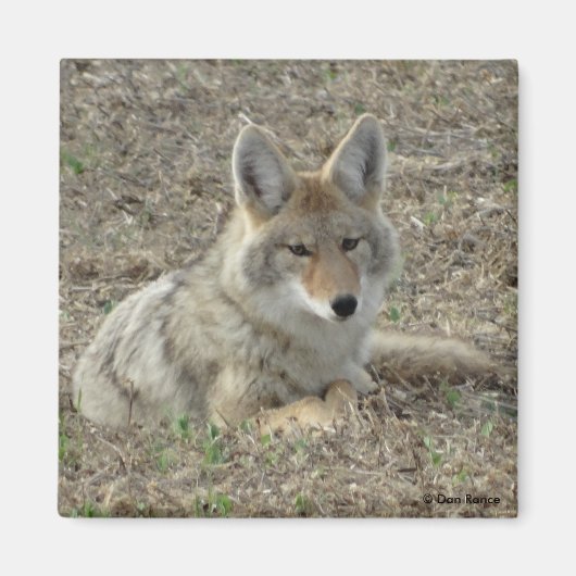 R22 コヨーテの休息 マグネット (正面)