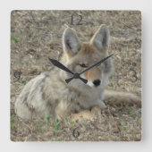 R22 Coyote Laying スクエア壁時計 (正面)