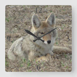R22 Coyote Laying スクエア壁時計