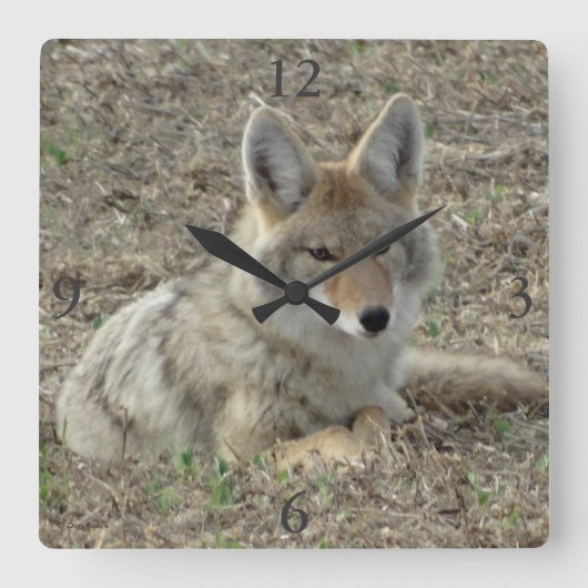 R22 Coyote Laying スクエア壁時計 (正面)