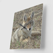 R22 Coyote Laying スクエア壁時計 (傾斜)