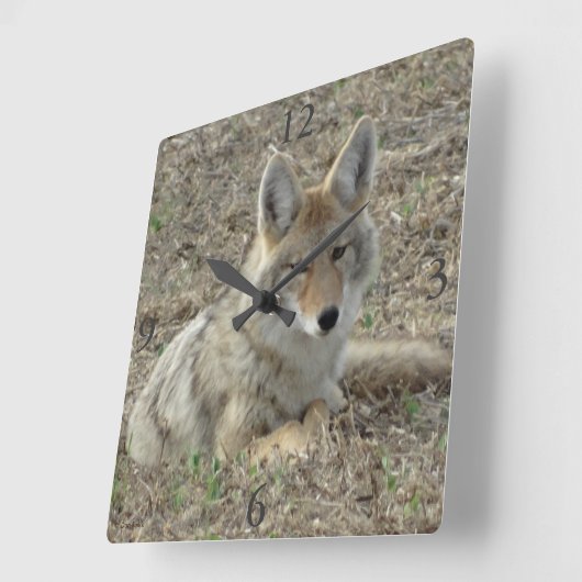 R22 Coyote Laying スクエア壁時計 (傾斜)