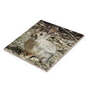 R24 コットンテールウサギ タイル (側面)