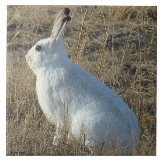 R25 スノーシュー・ハイラビット タイル (正面)