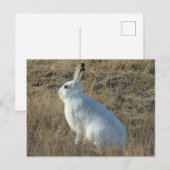 R25 ユキウサギ ポストカード (正面/裏面)