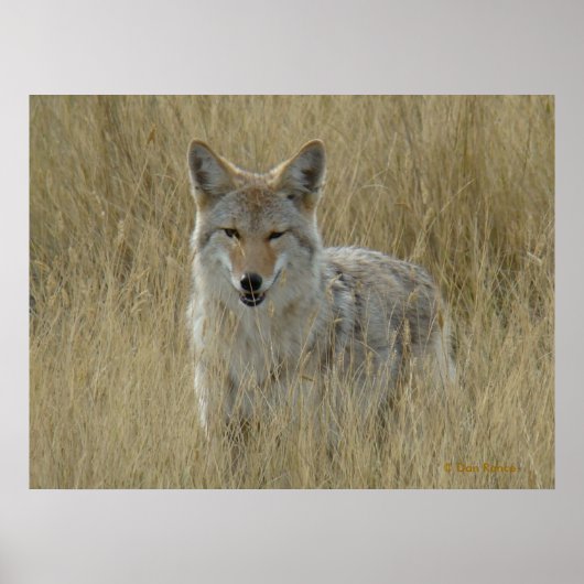 R2 コヨーテ in Tall Grass ポスター (正面)