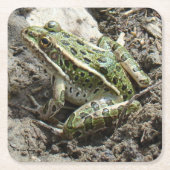 R3ヒョウカエル スクエアペーパーコースター (正面)