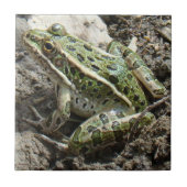 R3ヒョウカエル タイル (正面)