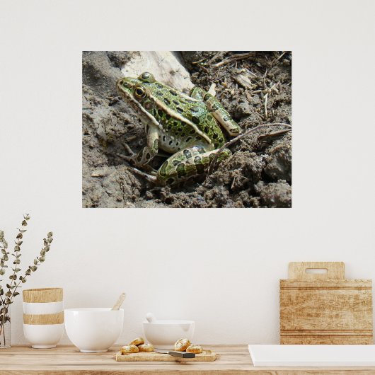R3ヒョウカエル ポスター (キッチン)