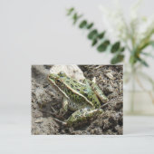 R3 ヒマワリトカゲエビ ポストカード (スタンド正面)