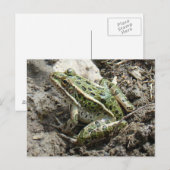 R3 ヒマワリトカゲエビ ポストカード (正面/裏面)