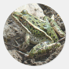 R3 ヒマワリトガエル ラウンドシール