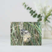 R4ブルスネークイングラス ポストカード (スタンド正面)