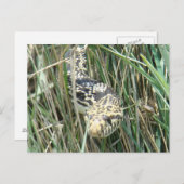 R4ブルスネークイングラス ポストカード (正面/裏面)