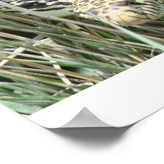 R4ブルスネークin芝生 ポスター (角)