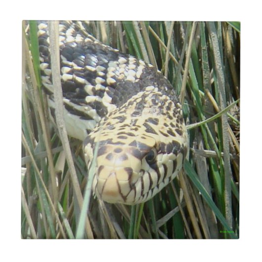 R4 ウシヘビの頭を草むらで仕留めた タイル (正面)