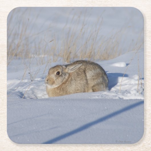 R5コットンテールラビット スクエアペーパーコースター (正面)