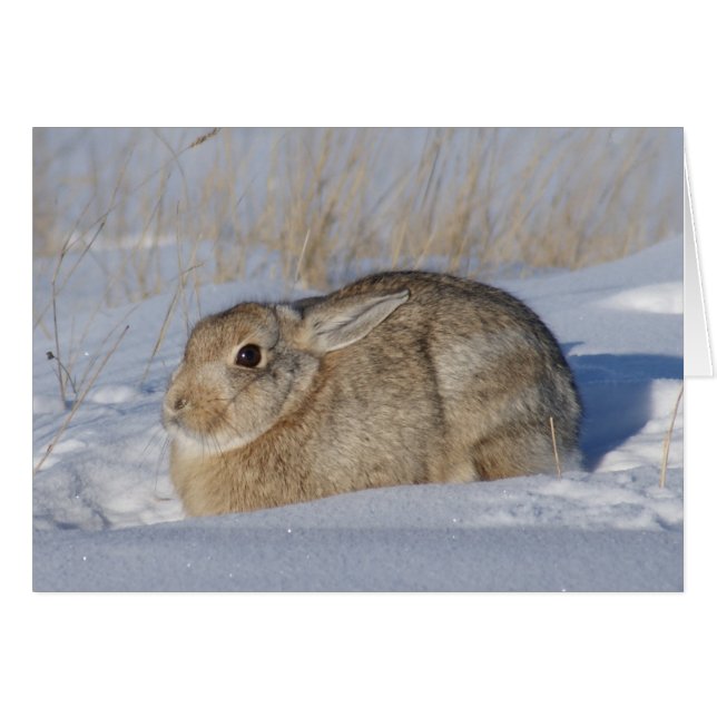 R5 ワタウサギの雪 (正面横)