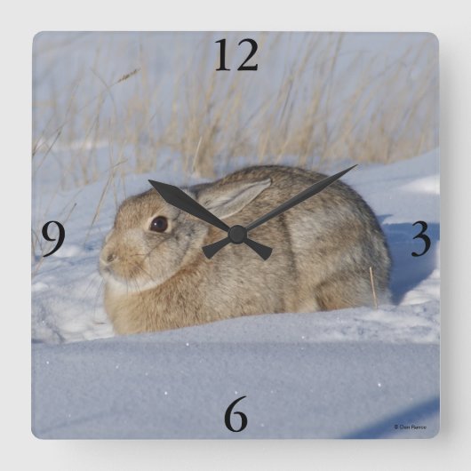 R5 ワタウサギの雪 スクエア壁時計 (正面)