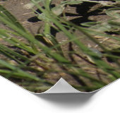 R6 プレーリー ラトルスネーク ポスター (角)