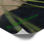 R8プレーリーラトルズナケのヘッドショット ポスター (角)