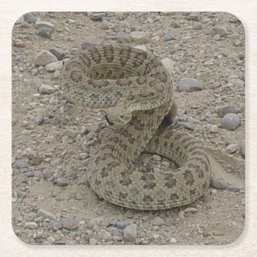 R9 Prairie Rattlesnake スクエアペーパーコースター (正面)