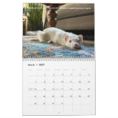 r/ferrets Calendar 4th Edition (2026) カレンダー (3月 2027)