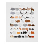 Rabbit breeds chart ポスター (正面)