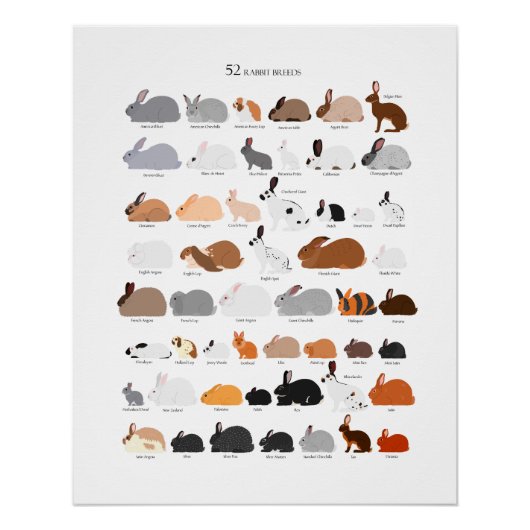 Rabbit breeds chart ポスター (正面)