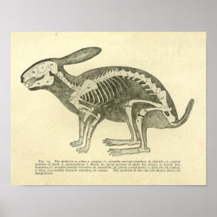 Rabbit Skeleton Anatomy Vintage Veterinary Print ポスター