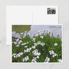Rabbitear Iris ポストカード