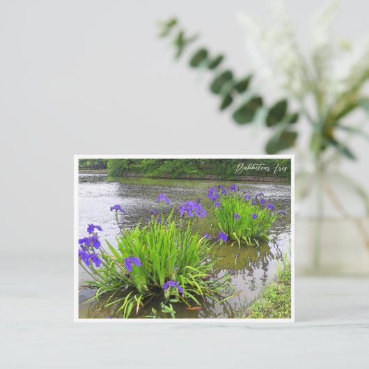 Rabbitear Iris ポストカード (スタンド正面)