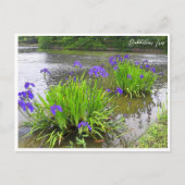 Rabbitear Iris ポストカード (正面)